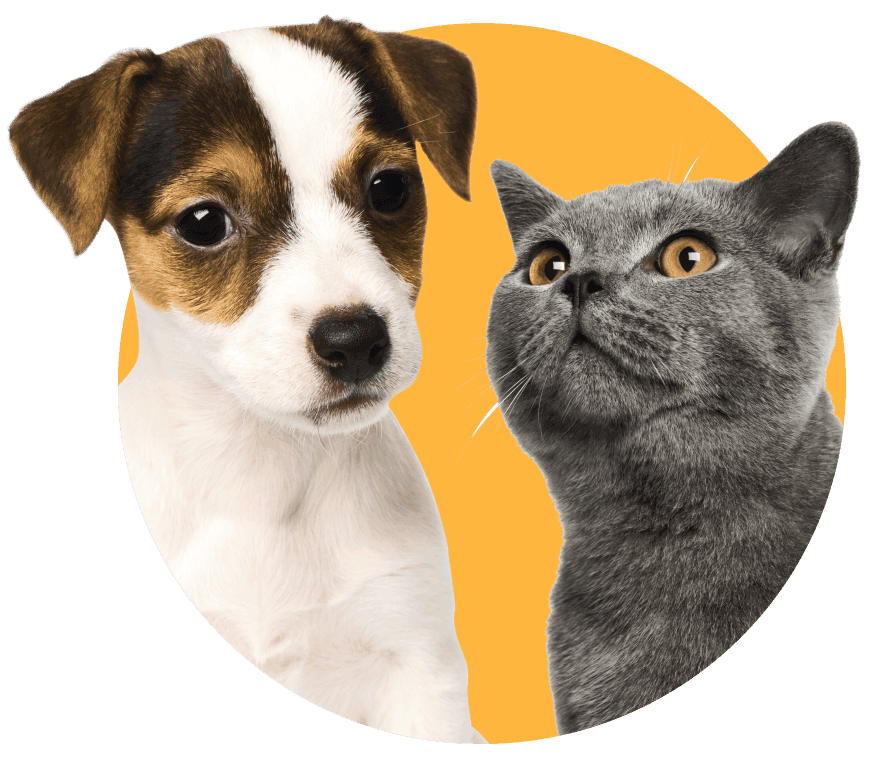 Orientación médica veterinaria