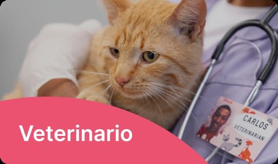 Veterinario a domicilio